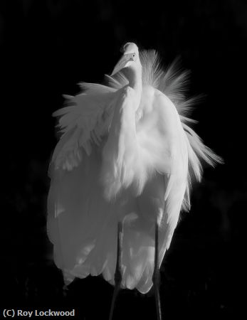 Missing Image: i_0077.jpg - Great White Egret
