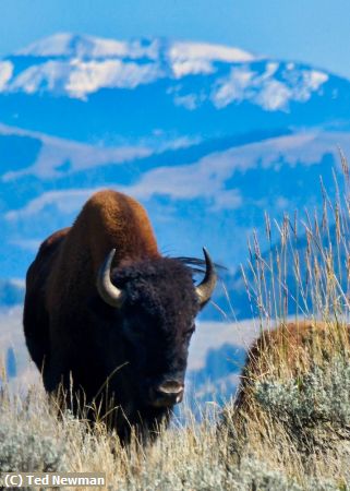 Missing Image: i_0010.jpg - bison with a view