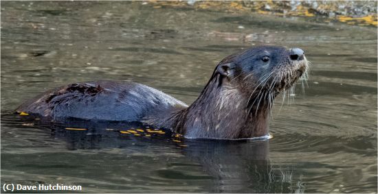 Missing Image: i_0013.jpg - North American River Otter