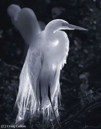 Missing Image: i_0059.jpg - Morning Egret