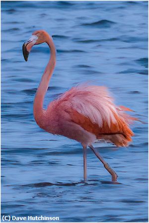 Missing Image: i_0002.jpg - Harborita the flamingo