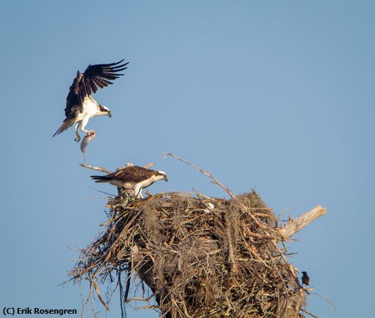 Missing Image: i_0011.jpg - Fish-for-his-mate-Osprey