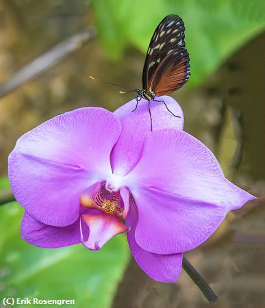 Missing Image: i_0014.jpg - Butterfly-on-an-Orchid