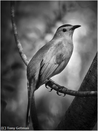 Missing Image: i_0050.jpg - Gray Catbird Portrait in Monochrome