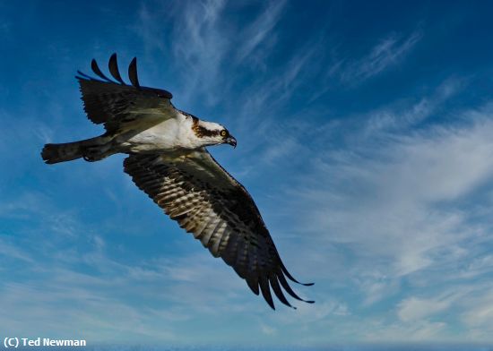 Missing Image: i_0013.jpg - soaring osprey