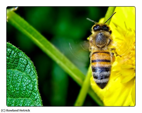 Missing Image: i_0049.jpg - Buzzing Bee