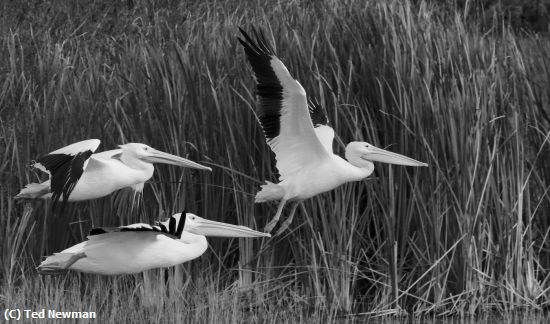Missing Image: i_0067.jpg - white pelicans taking flight