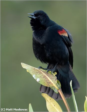 Missing Image: i_0047.jpg - Red-Winged Blackbird Singing