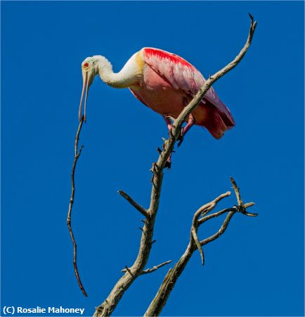 Missing Image: i_0026.jpg - Spoonbill with a Stick