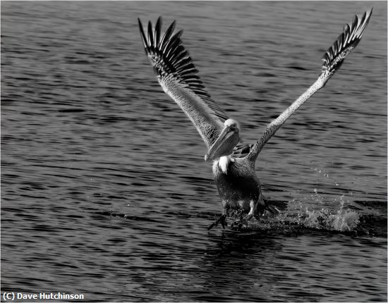 Missing Image: i_0071.jpg - Brown Pelican Arriving