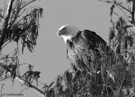 Missing Image: i_0077.jpg - majestic eagle