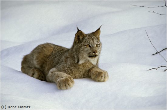 Missing Image: i_0014.jpg - TAKE FIVE - Canada Lynx