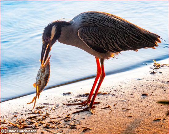 Missing Image: i_0023.jpg - Heron with a Crab