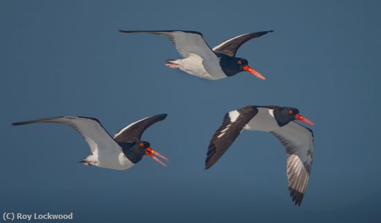 Missing Image: i_0027.jpg - Chattering Oystercatchers