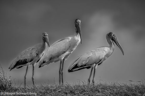 Missing Image: i_0051.jpg - Wood Stork Triplets