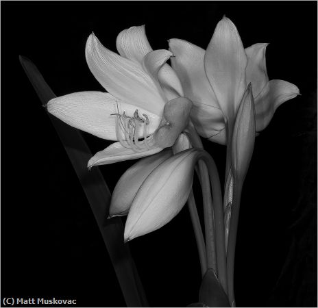 Missing Image: i_0070.jpg - White Lily