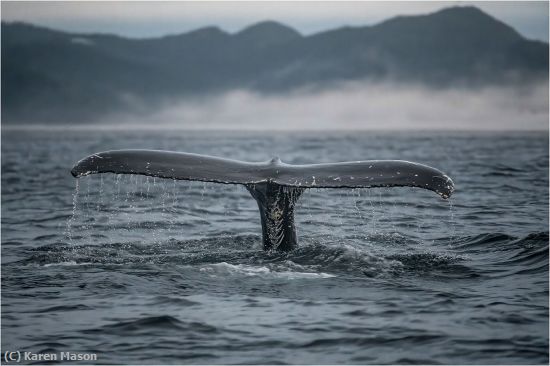 Missing Image: i_0009.jpg - AWhalesTail