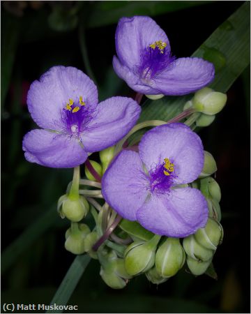 Missing Image: i_0019.jpg - Purple Flower  Trio