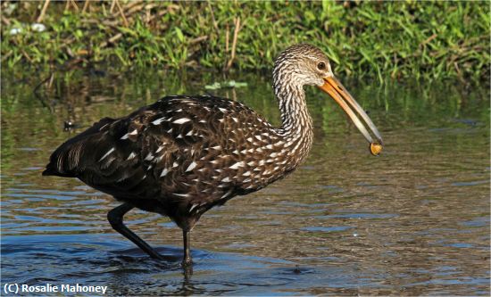 Missing Image: i_0025.jpg - Limpkin With Apple Snail