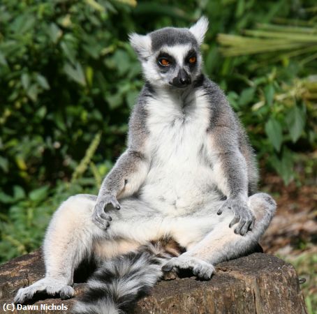 Missing Image: i_0027.jpg - Lemur Sunbathing