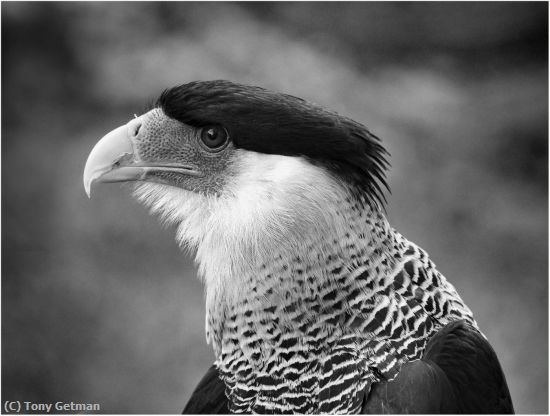 Missing Image: i_0055.jpg - Northern Crested Caracara