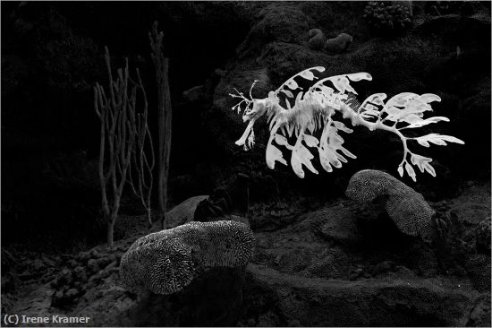 Missing Image: i_0065.jpg - Leafy Sea Dragon