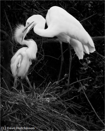 Missing Image: i_0082.jpg - A family tussle between egrets