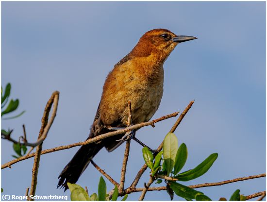 Missing Image: i_0002.jpg - Boat Tailed Grackle