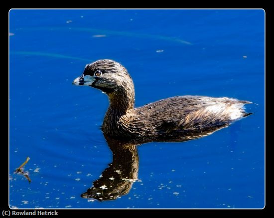 Missing Image: i_0004.jpg - Pied-billed Grebe