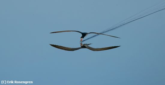 Missing Image: i_0007.jpg - Black-Skimmer-skimming-trail