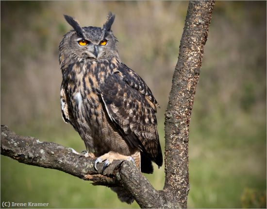 Missing Image: i_0017.jpg - Eurasian Eagle Owl