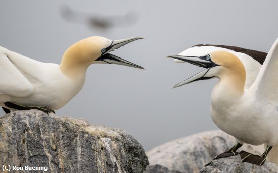 Missing Image: i_0027.jpg - Dueling Gannets