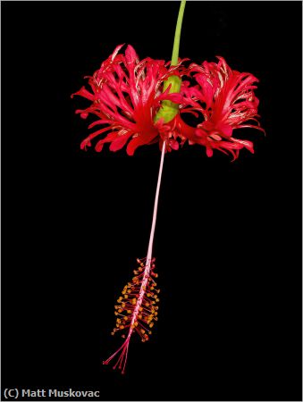 Missing Image: i_0034.jpg - Fringed Hibiscus