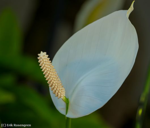 Missing Image: i_0038.jpg - Lily