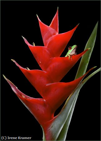 Missing Image: i_0040.jpg - Hawaiian Heliconia