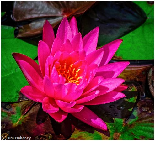 Missing Image: i_0043.jpg - Red Water Lily