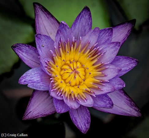 Missing Image: i_0045.jpg - Ladew Water Lily