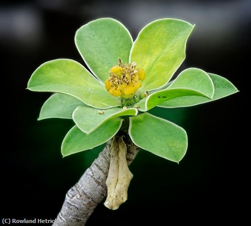 Missing Image: i_0046.jpg - Little Green Flower