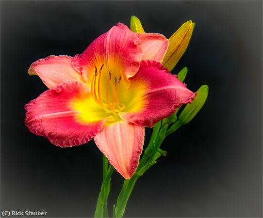 Missing Image: i_0048.jpg - Day Lily