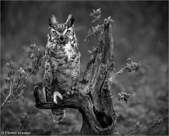 Missing Image: i_0063.jpg - Early Autumn - Great Horned Owl