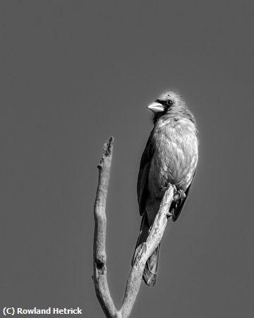 Missing Image: i_0065.jpg - Cardinal in a tree