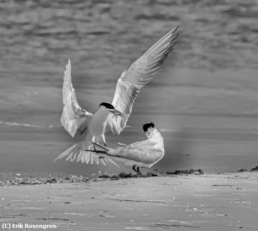 Missing Image: i_0075.jpg - Here-honey-Royal-Terns