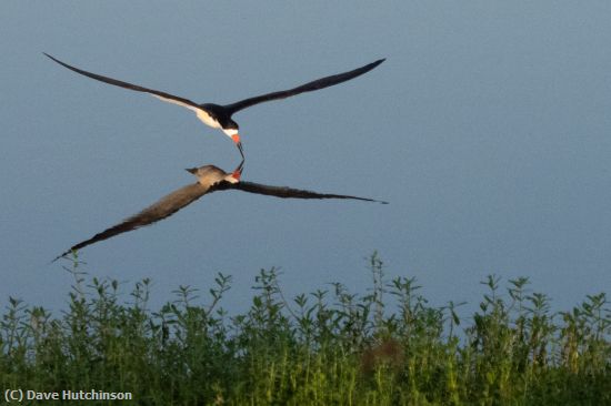 Missing Image: i_0002.jpg - Skimmer skimming