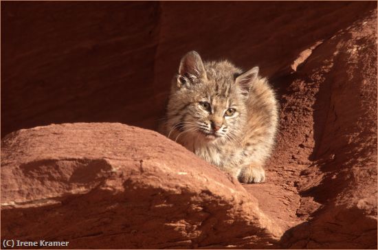 Missing Image: i_0014.jpg - Bobcat Kitten at Den