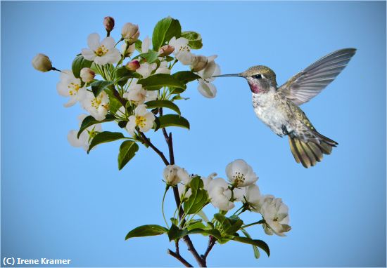 Missing Image: i_0018.jpg - Apple Blossom Time