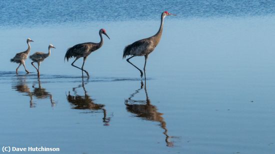 Missing Image: i_0023.jpg - Sandhill Crane Family