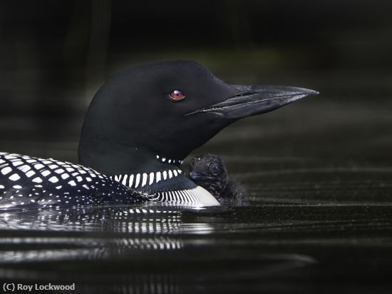 Missing Image: i_0024.jpg - Loons