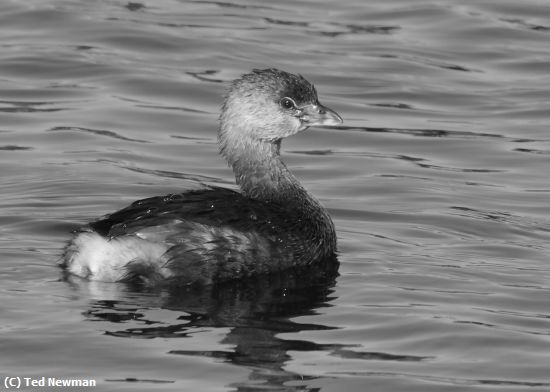 Missing Image: i_0050.jpg - young swimmer