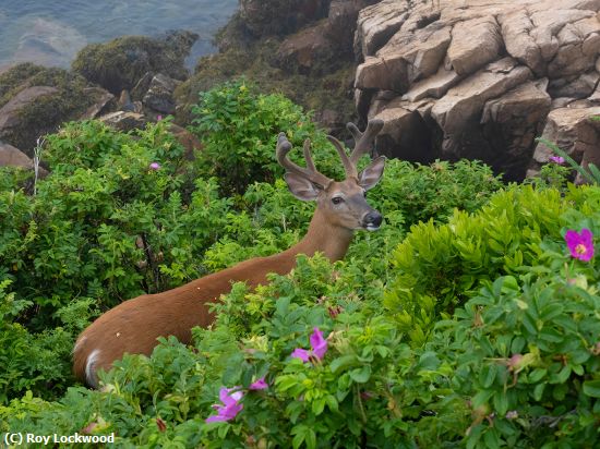 Missing Image: i_0013.jpg - Rocks-Water-Flowers-Deer