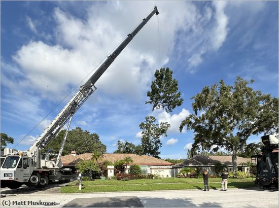 Missing Image: i_0032.jpg - Crane Assisted Tree Cutting